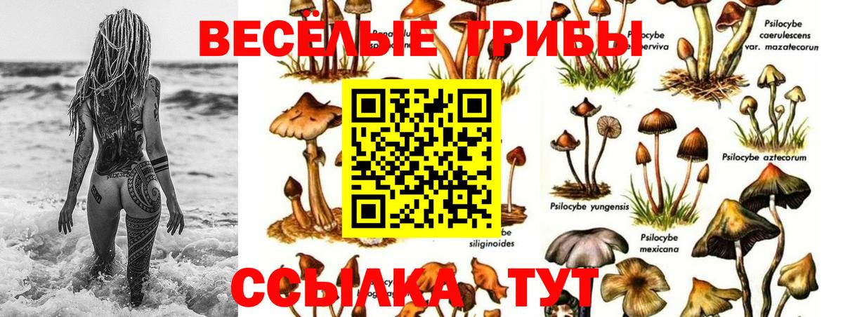 Псилоцибиновые грибы Cubensis Мценск